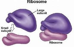 Ribosomes are made up of how many subunits-example-1