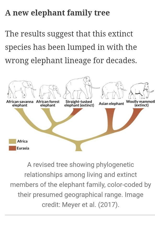 Which two organisms are most closely related? OIndian elephant and hyrax OAsian elephant-example-1