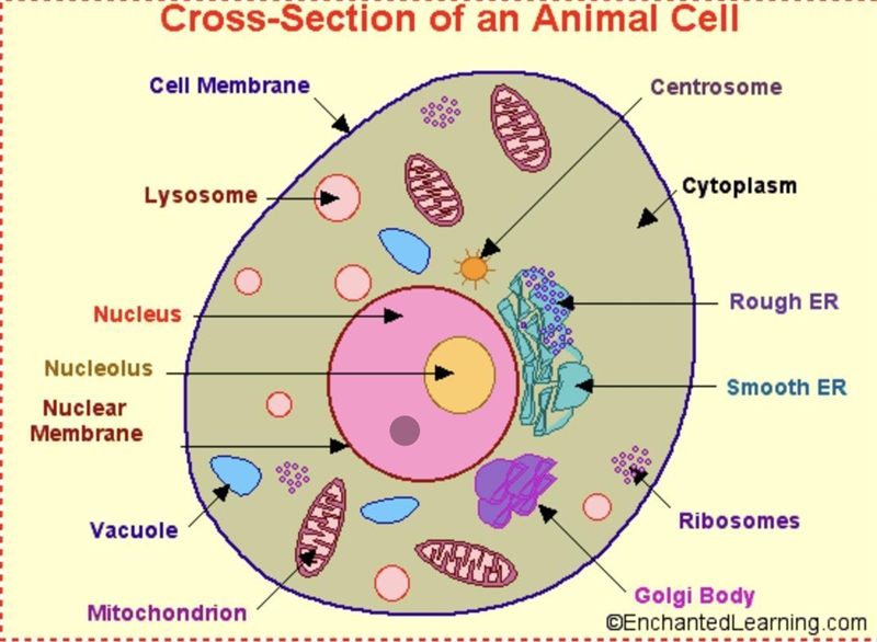 Animal cell can you label what is what, please and thank you.-example-1