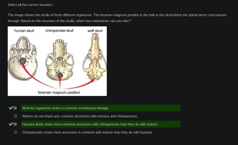 The image shows the skulls of three different organisms. The foramen magnum position-example-1