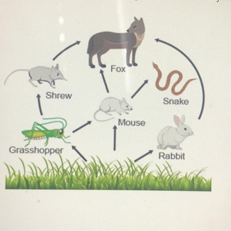 Ari drew a diagram to show organisms in an ecosystem. What did Ari draw?-example-1