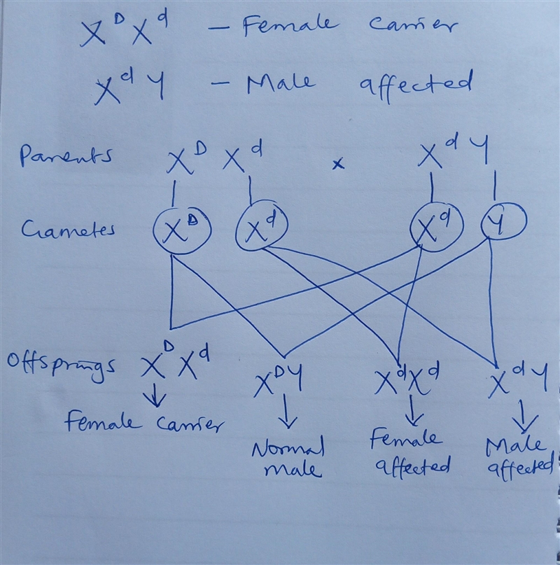 . It's very rare for someone with two X chromosomes to have DMD. Explain how a person-example-1