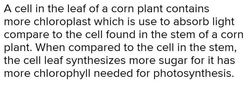 A cell in the leaf of a corn plant contains more chloroplasts than a cell in the stem-example-1