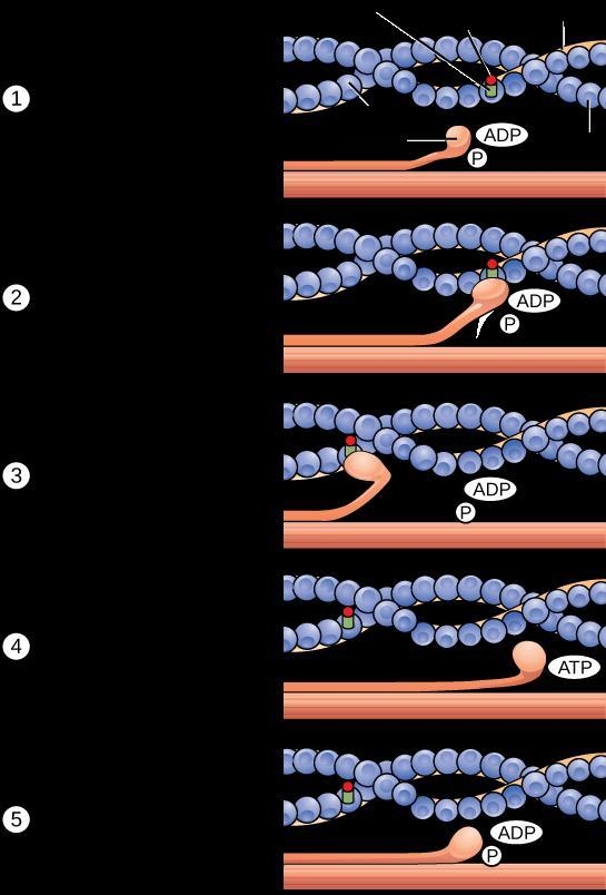 What are the causes that makes the actin and myosin filaments to slide past one another-example-1