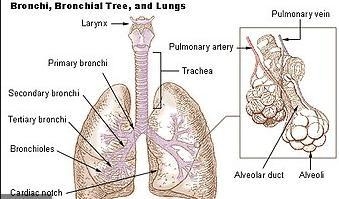 How air enters from our mouth to toe?-example-1