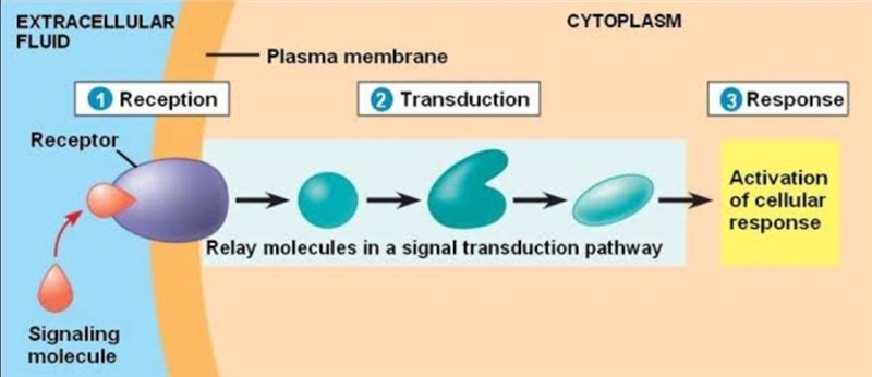 uring the signal transduction process, the signal often triggers a signal transduction-example-1