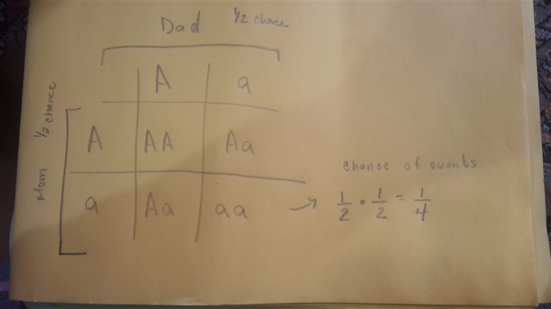 What is the probability that both parents will contribute a recessive allele for any-example-1