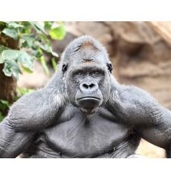 Who would win in a fight?... A silverback gorilla or 4 Navy Seals?-example-1