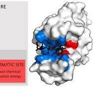 The induced fit model says enzyme active site can be molded, so why then enzyme are-example-1