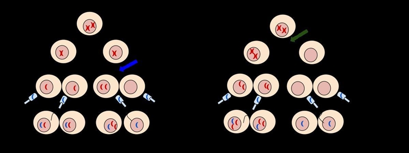 Please tell me as much as you can about non-disjunction and the consequences of non-example-1