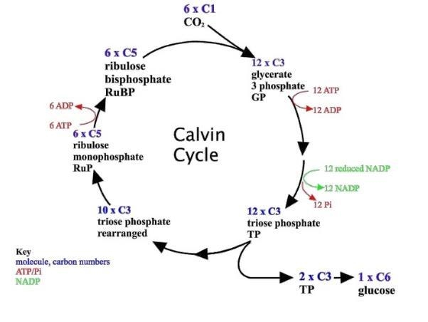 Is this the krebs cycle or the calvin cycle? They both have to do with photosynthesis-example-1