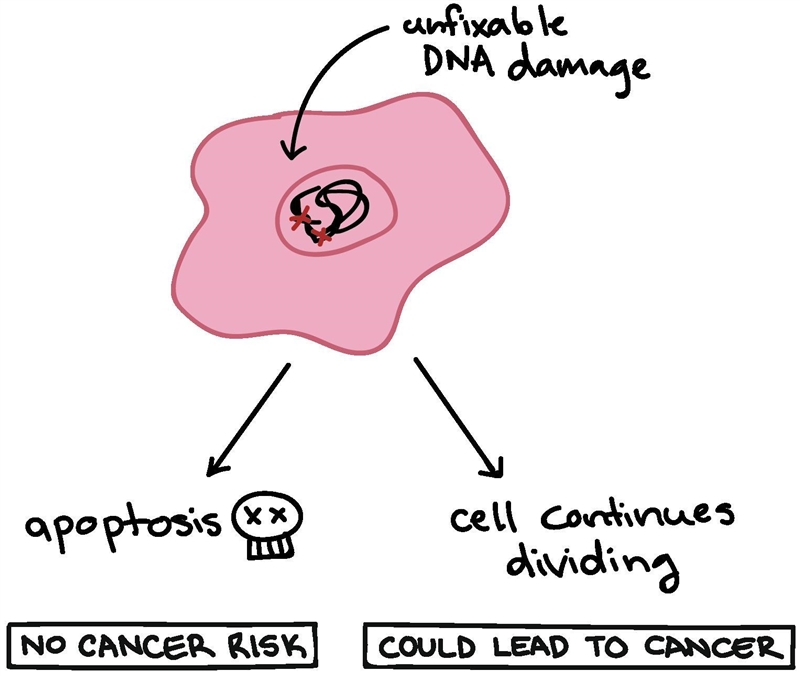 What happens if a cell is damaged but does not initiate apoptosis?-example-1