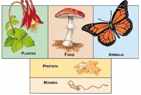 List two species that belong to the same Kingdom, Phylum and Class.(Site 2)-example-1