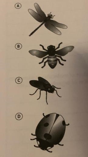 The first choice on a dichotomous key is 1a. Are wings covered by an exoskeleton vs-example-1