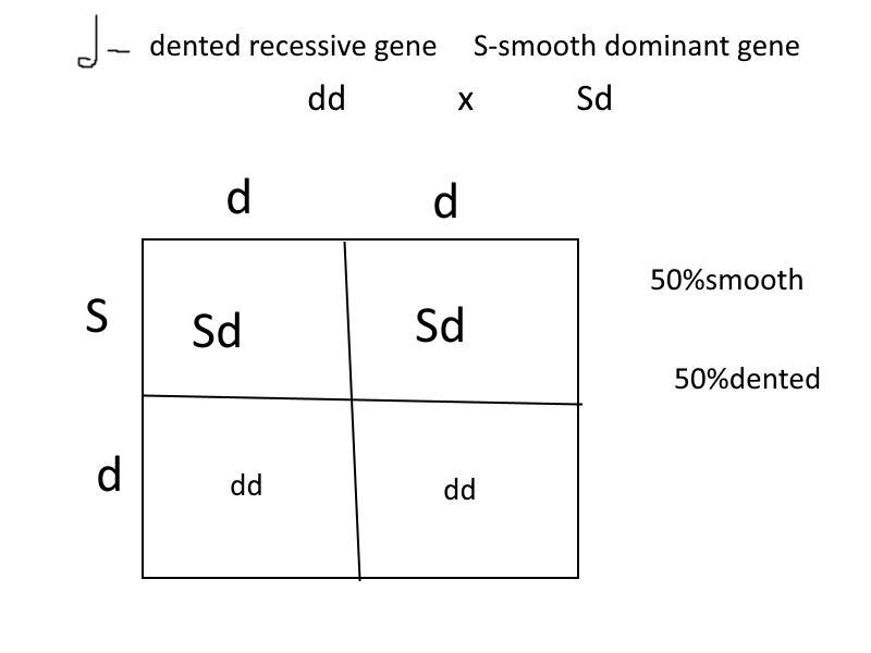 If a dented pea plant is crossed with a heterozygous smooth plant, what will be the-example-1