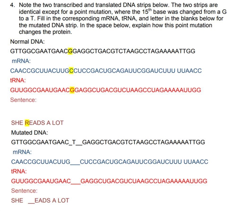 Note the two transcribed and translated DNA strips below. The two strips are identical-example-1