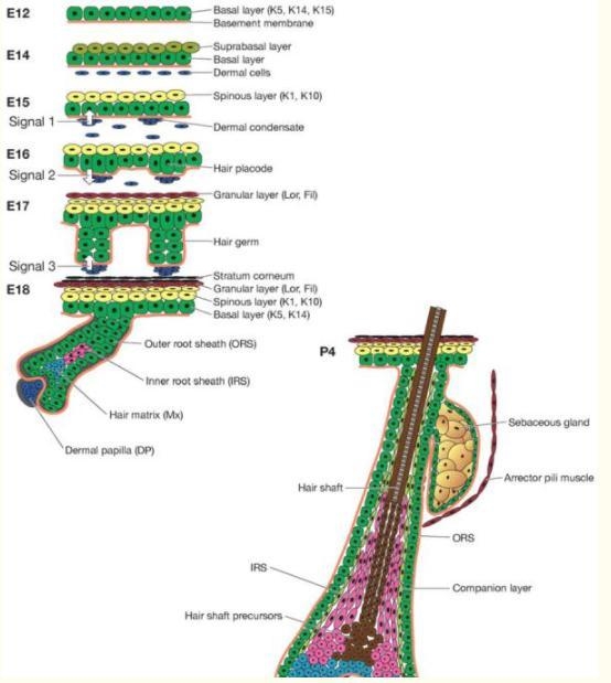 Which function do skin stem cell perform-example-1