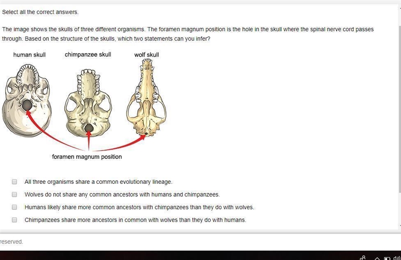 The image shows the skulls of three different organisms. The foramen magnum position-example-1