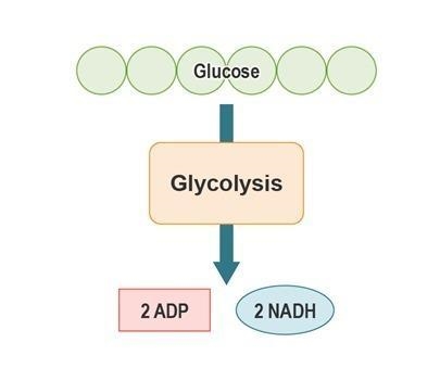 What are the missing products in this model? Check all that apply. 2 ATP 4 ATP 2 pyruvic-example-1