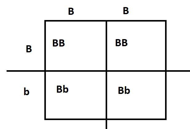 In rabbits, black fur is dominant to white fur. If you cross a BB male with a Bb female-example-1