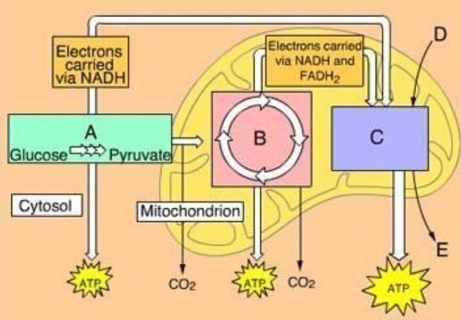 What process occurs in Box A? a. electron transport and oxidative phosphorylation-example-1