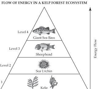 Look at the following energy pyramid. If the producers have 7000 kcal of energy, how-example-1