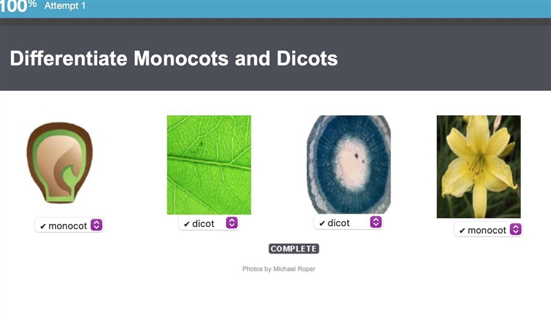 What are the characteristics of a dicot? netted leaf veins, two cotyledons, vascular-example-1