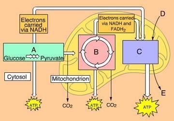 What process occurs in Box A? a. electron transport and oxidative phosphorylation-example-1