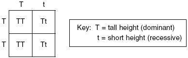 The Punnett square below represents the result of the cross between two tall pea plants-example-1