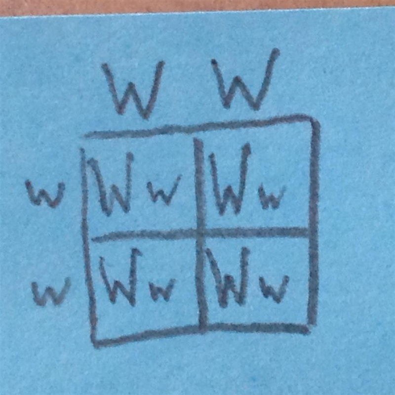 A scientist is studying fruit fly wings. Straight wings are dominant, and curly wings-example-1