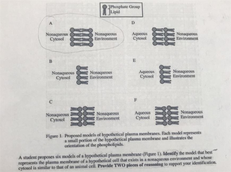 Identify the model that best represents the plasma membrane of a hypothetical cell-example-1