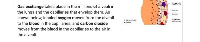 which way do oxygen and carbon dioxide flow during gas exchange in between the blood-example-1