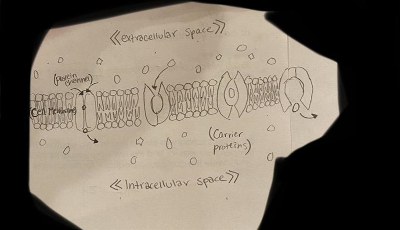 Illustrate passive transport. Pls HELP-example-1