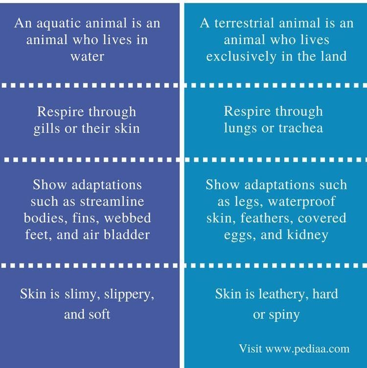 Difference between aquatic animals and terrestrial animal​-example-1