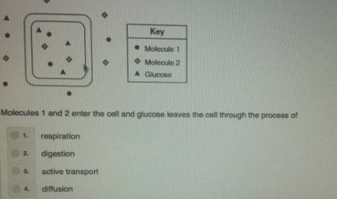 Molecules 1 and 2 enter the cell and glucose leaves the cell through the process of-example-1