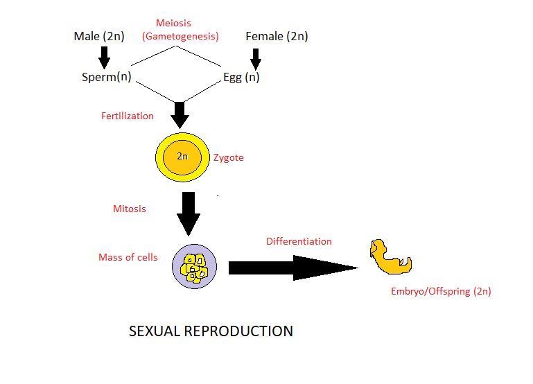 With the help of labelled diagrams briefly explain a sexual reproduction in organism-example-1