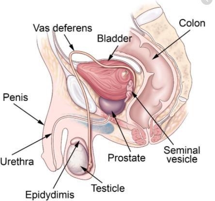 What are the parts of a male body​-example-1