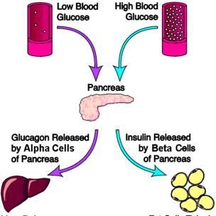 TRUE or FALSE: Insulin and Glucagon are produced in different places. 2 points True-example-1