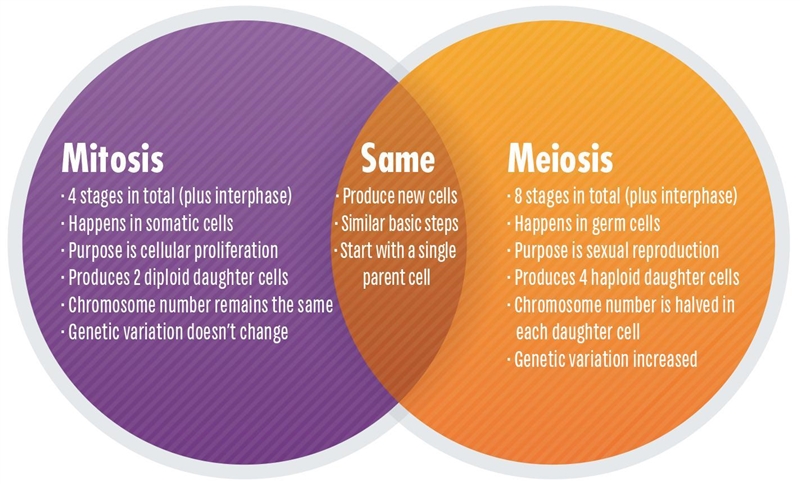 What is the difference between meiosis one and meiosis two? Plzzzz hurry-example-1