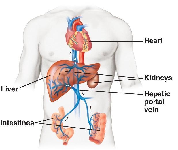 What is the primary function of the highlighted vessel? a) to bring oxygen-rich blood-example-1