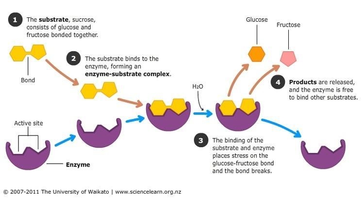 How do enzymes speed up chemical reactions 3 ways also one of them is lower activation-example-1