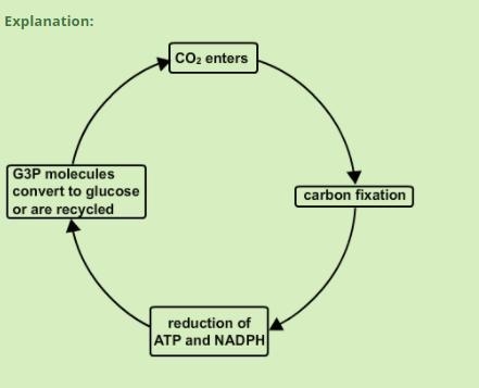 Choose one of the two major phases of photosynthesis. Draw a model of that phase that-example-1