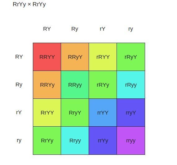 Isyak, read users and grobability The Pasquare below is for a dihybrid cross between-example-1