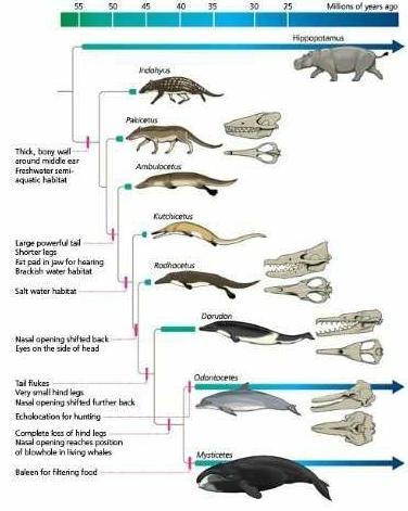 Your marine biology instructor tells your that on a particular homologous gene, bottlenose-example-1