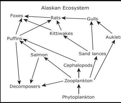 Food webs such as the one shown were first used in 1927 by the animal ecologist charles-example-1