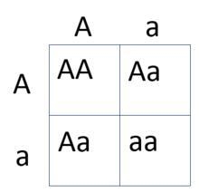 On the given Punnett square, what do the letters used as column and row headings represent-example-1