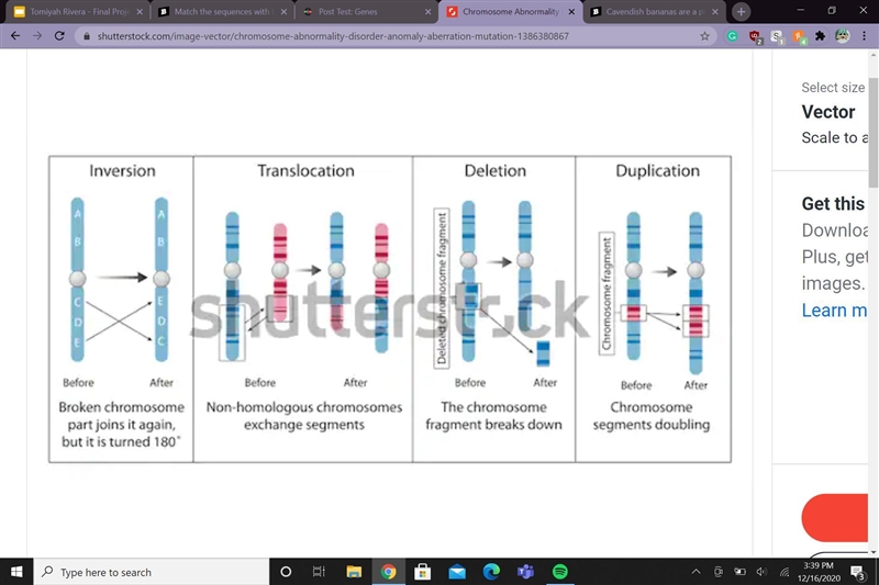 Match the sequences with the mutations that occurred in them. deletion translocation-example-1