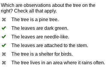 Which are observations about the tree on the right? check all that apply-example-1