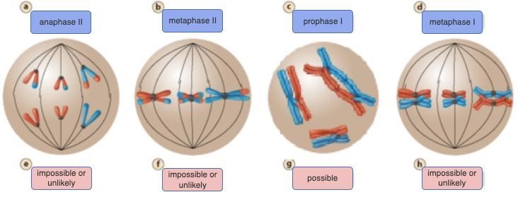 Crossing over plays a critical role in increasing the genetic variation among offspring-example-1