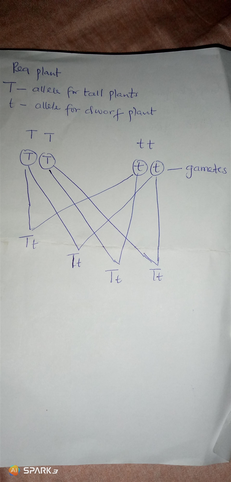 In pea plants, T is the allele for tall plants, while t is the allele for dwarf plants-example-1